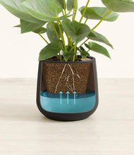 Load image into Gallery viewer, Black