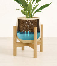 Load image into Gallery viewer, Almond Green stand:bamboo