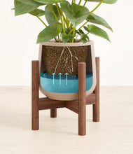 Load image into Gallery viewer, Eternal Gray stand:walnut