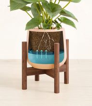 Load image into Gallery viewer, Gentle Pink stand:walnut