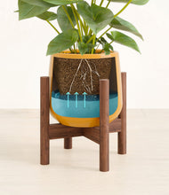 Load image into Gallery viewer, Mustard stand:walnut