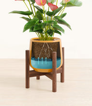 Load image into Gallery viewer, Mustard stand:walnut