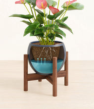 Load image into Gallery viewer, Deep Navy stand:walnut