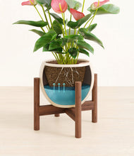 Load image into Gallery viewer, Shiny EggWhite stand:walnut