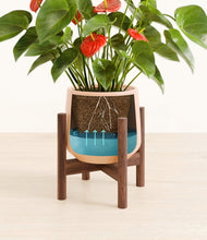 Load image into Gallery viewer, Gentle Pink stand:walnut