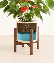 Load image into Gallery viewer, Cream stand:walnut