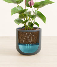 Load image into Gallery viewer, Iron Gray