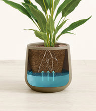 Load image into Gallery viewer, Olive