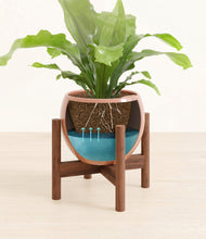 Load image into Gallery viewer, Calm Rose stand:walnut