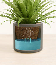 Load image into Gallery viewer, Dark Olive