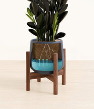 Load image into Gallery viewer, Deep Navy stand:walnut