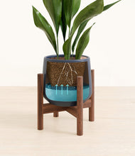 Load image into Gallery viewer, Deep Navy stand:walnut