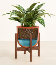 Load image into Gallery viewer, Earth Red stand:walnut