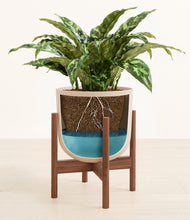 Load image into Gallery viewer, Sandy Pink stand:walnut