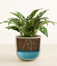 Load image into Gallery viewer, Sage Green