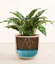 Load image into Gallery viewer, Sandy Pink