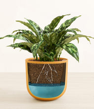 Load image into Gallery viewer, Sunset Orange