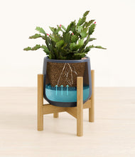 Load image into Gallery viewer, Deep Navy stand:bamboo