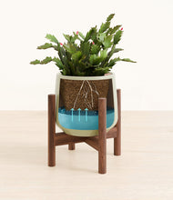 Load image into Gallery viewer, Turquoise stand:walnut