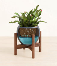 Load image into Gallery viewer, Deep Navy stand:walnut