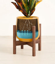 Load image into Gallery viewer, Mustard stand:walnut