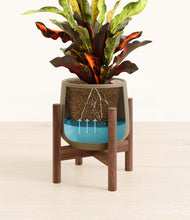 Load image into Gallery viewer, Olive stand:walnut