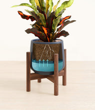 Load image into Gallery viewer, Deep Navy stand:walnut