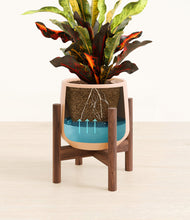 Load image into Gallery viewer, Gentle Pink stand:walnut