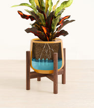 Load image into Gallery viewer, Mustard stand:walnut