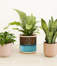 Load image into Gallery viewer, Desert Blush