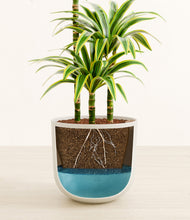 Load image into Gallery viewer, Natural Bamboo