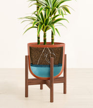 Load image into Gallery viewer, Earth Red stand:walnut