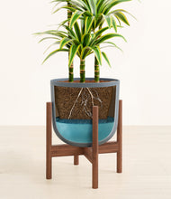 Load image into Gallery viewer, Iron Gray stand:walnut