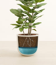 Load image into Gallery viewer, -