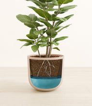 Load image into Gallery viewer, -