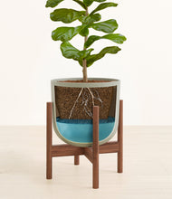 Load image into Gallery viewer, Sage Green stand:walnut