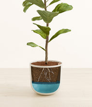 Load image into Gallery viewer, Natural Bamboo