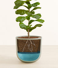 Load image into Gallery viewer, Sage Green