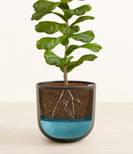 Load image into Gallery viewer, Stone Black