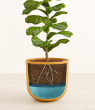 Load image into Gallery viewer, Sunset Orange