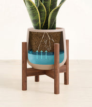 Load image into Gallery viewer, Eternal Gray stand:walnut