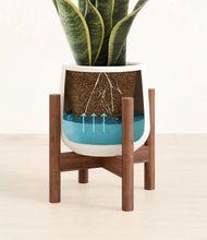 Load image into Gallery viewer, White stand:walnut