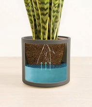 Load image into Gallery viewer, Dark Olive