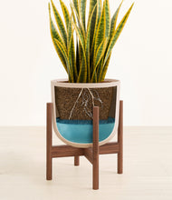 Load image into Gallery viewer, Sandy Pink stand:walnut