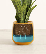 Load image into Gallery viewer, Mustard