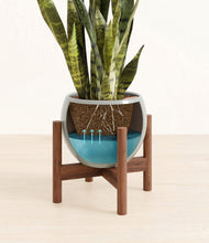 Load image into Gallery viewer, Deep Ocean stand:walnut