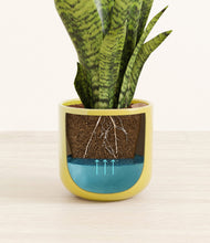 Load image into Gallery viewer, Key Lime Yellow