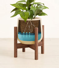 Load image into Gallery viewer, Almond Green stand:walnut