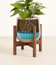 Load image into Gallery viewer, Eternal Gray stand:walnut