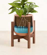 Load image into Gallery viewer, Calm Rose stand:walnut